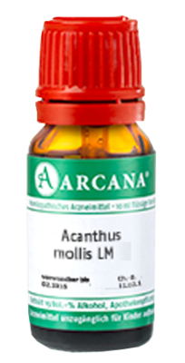 ACANTHUS mollis LM 4 Dilution