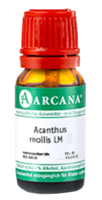 ACANTHUS mollis LM 7 Dilution