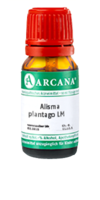 ALISMA plantago LM 16 Dilution