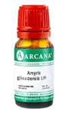 AMYRIS gileadensis LM 10 Dilution